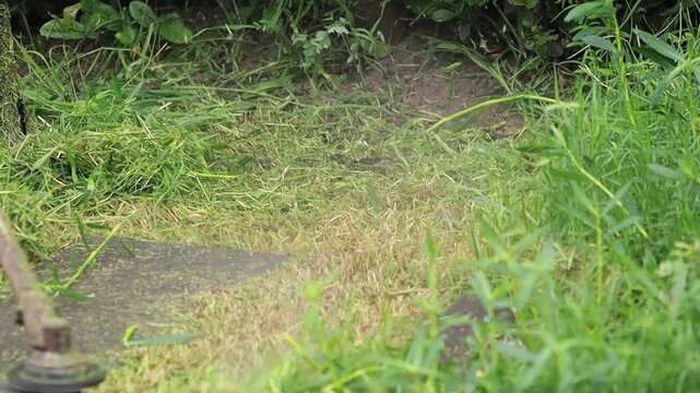 Close-up of a string trimmer cutting green grass and weeds in a garden