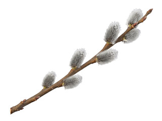 Pussy willow branch with soft catkins covered in frost isolated on a clean transparent background © ieps