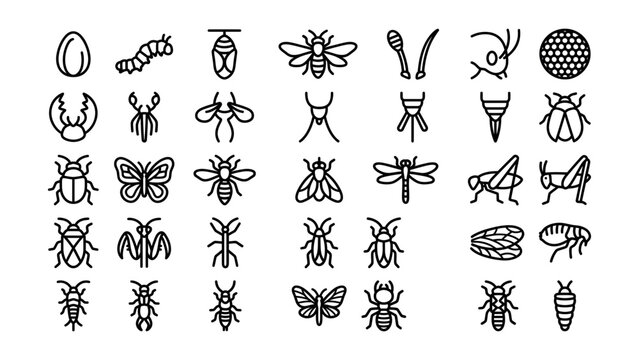 Collection of various insect and bug life cycle icons isolated transparent background