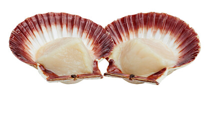 Two fresh raw scallops in open reddish brown shells © Uxia