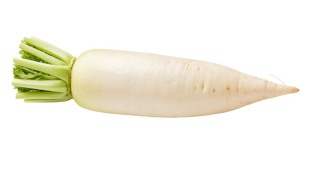 Fresh raw daikon radish with green leafy top