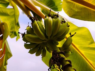 Close-up bunch green unripe banana hanging © wawan
