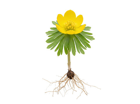 Vibrant yellow winter aconite flower with green leaves and exposed roots on transparent background