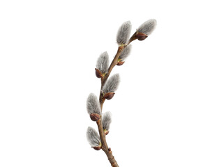 Single pussy willow branch with soft grey catkins isolated on a clean transparent background studio shot © ieps