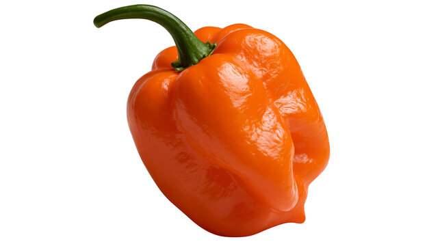 Fresh vibrant orange habanero chili pepper with green stem