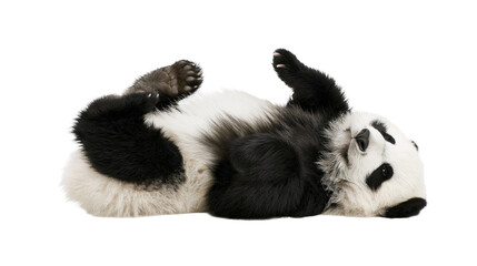 Giant panda cub lying on its back with paws up © Fraser