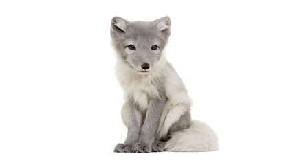 Young arctic fox with thick grey and white fur sitting upright © Fraser