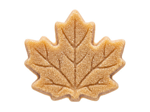 Single maple leaf shaped cookie with granulated sugar texture isolated on transparent background