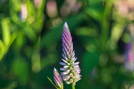 Macro shot of a purple celosia argentea flower bud with green bokeh background.
A high-quality close-up macro photograph capturing a vibrant pink and purple Celosia argentea flower spike