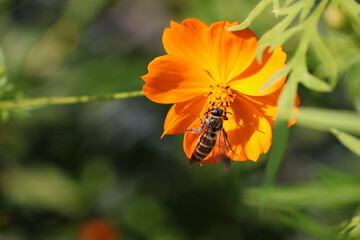 A leafcutter bee sipping nectar from a yellow cosmos flower © Mt. Cape