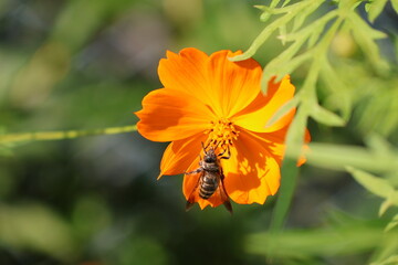 A leafcutter bee sipping nectar from a yellow cosmos flower © Mt. Cape