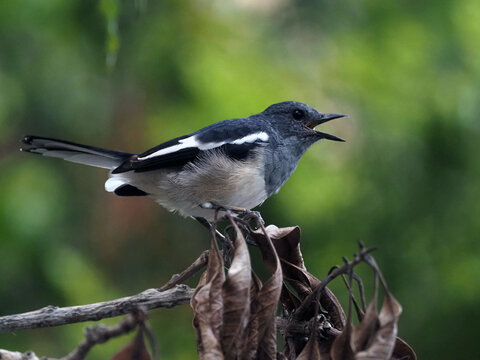 Female or juvenile Oriental Magpie-Robin (Copsychus saularis) standing on a wooden plank near a wet ground, showcasing natural foraging and ground-dwelling behavior in an ecosystem