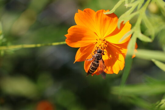 A leafcutter bee sipping nectar from a yellow cosmos flower