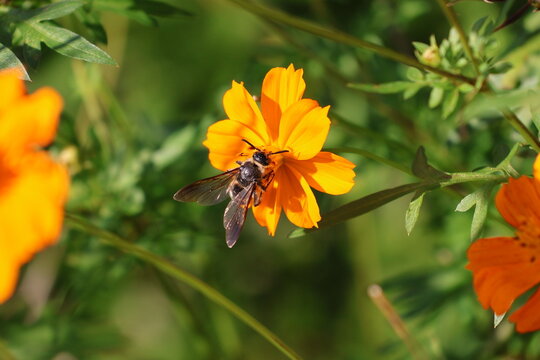 A leafcutter bee sipping nectar from a yellow cosmos flower