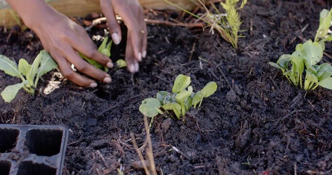 Hands are pressing and scooping soil in raised bed, placing seedlings and firming for transplanting
