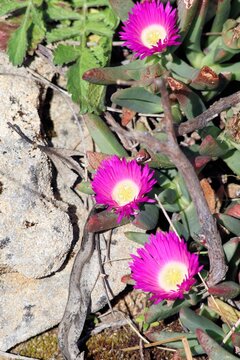 Australian native Pink Pigface (Carpobrotus glaucescens) in flower, South Australia 