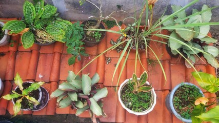 Top view of various potted tropical plants and houseplants arranged on terracotta clay roof tiles in an outdoor garden. © Bio Footage & Design
