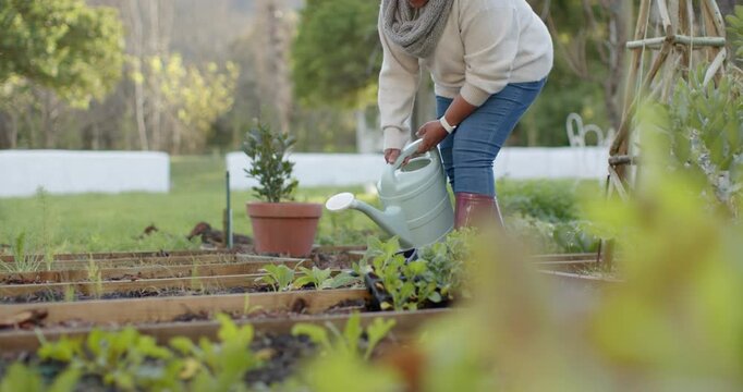Mature African American woman noticing dry soil, bending and pouring from pale green can into beds