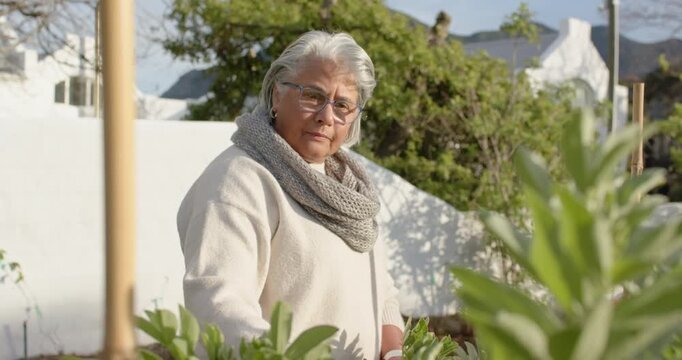Senior woman spotting ripe red berry in garden, wearing cream sweater, leaning, picking to harvest