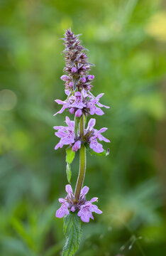 Marsh hedgenettle flowering with purple flowers