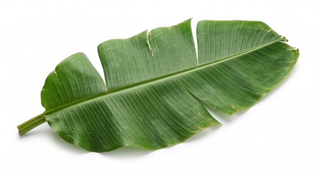 Banana Leaf