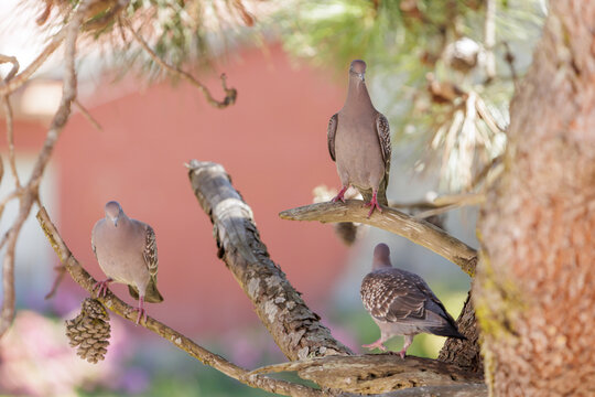 Spot-winged Pigeon (Patagioenas maculosa) perched on a branch.