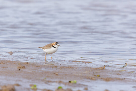 Collared Plover (Charadrius collaris) by the riverbank.
