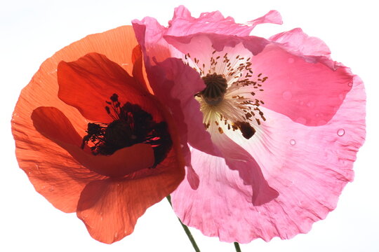 Close-up of a delicate pink poppy blossom, highlighting its sheer, transparent petals  in bright summer sun rays.