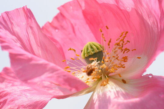 single pink poppy flower with translucent petals glowing under bright, vibrant sunlight.