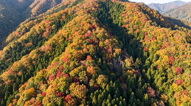 赤や黄色にパッチワーク状に色づいた山の紅葉の空撮