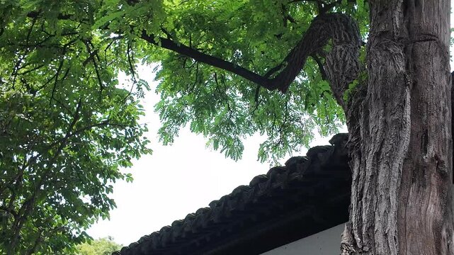 Majestic ancient trees framing a traditional cityscape in Nanjing, China.