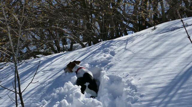 Close up tracking shot of an eager Jack Russell Terrier forcing its way through deep snow. Excited dog following a wild animal scent trail towards the winter forest on a bright sunny day.