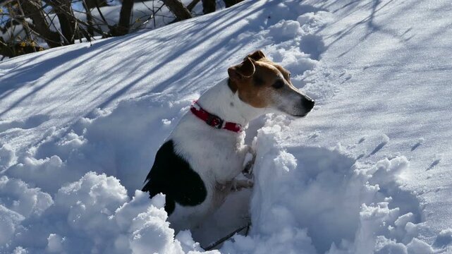 Close up tracking shot of an eager Jack Russell Terrier forcing its way through deep snow. Excited dog following a wild animal scent trail towards the winter forest on a bright sunny day.
