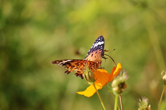 A brush-footed butterfly sipping nectar from a yellow cosmos flower