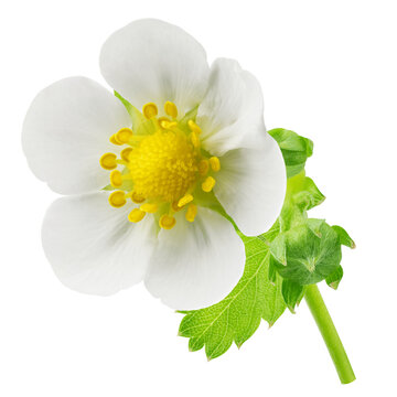 Strawberry Flower isolated, full depth of field