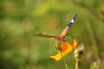 A brush-footed butterfly sipping nectar from a yellow cosmos flower © Mt. Cape