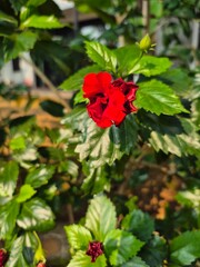 a vibrant double-petal red hibiscus flower (Hibiscus rosa-sinensis) with glossy green, serrated leaves and an unopened flower bud © Meity