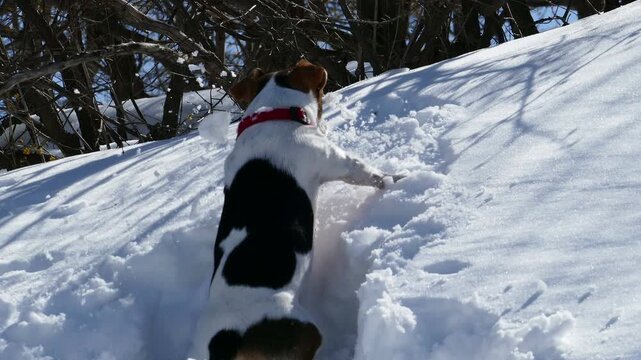 Close up tracking shot of an eager Jack Russell Terrier forcing its way through deep snow. Excited dog following a wild animal scent trail towards the winter forest on a bright sunny day.