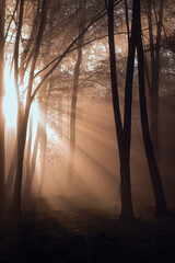 poranna mgła w lesie i promienie słońca  © meegi