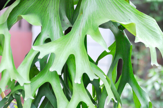 platycerium andinum, Platycerium Coronarium or Platycerium ridleyi or Platycerium Wallichii or Platycerium Willinckii or POLYPODIACEAE or Polypodium polycarpon