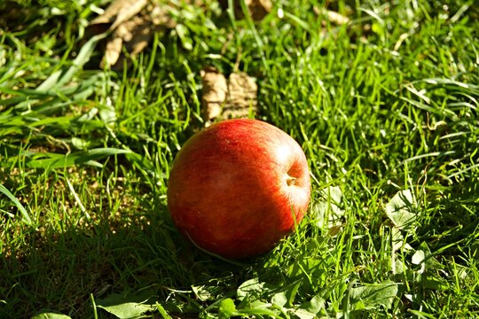 Red Gala apple lying on green grass lawn