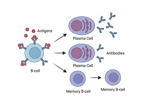 Educational immunology diagram showing b cell activation into plasma cells