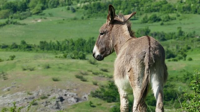 Close up shot of a domestic donkey tethered by the leg grazing on a lush green grass meadow. Beautiful countryside animal behavior detail under bright sunshine in wild nature outdoors.