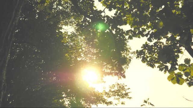 ミズナラの木を見上げる　晩夏の夕景