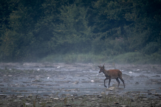Red Deer - Cervus elaphus, large beautiful iconic animal from European forests and meadows, Poland.
