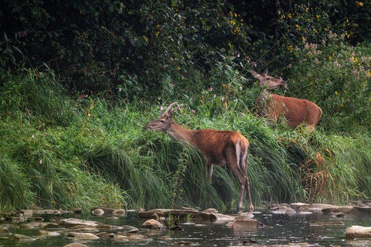 Red Deer - Cervus elaphus, large beautiful iconic animal from European forests and meadows, Poland.