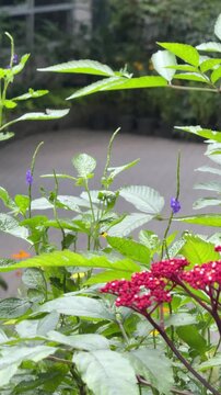 Vertical 4K video showing Common Jezebel butterfly with black, yellow, and green wings fluttering and feeding on red leea flowers.