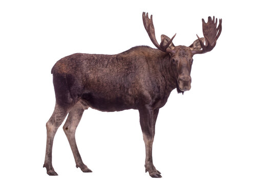 American moose standing, side view, isolated on transparent background (PNG)