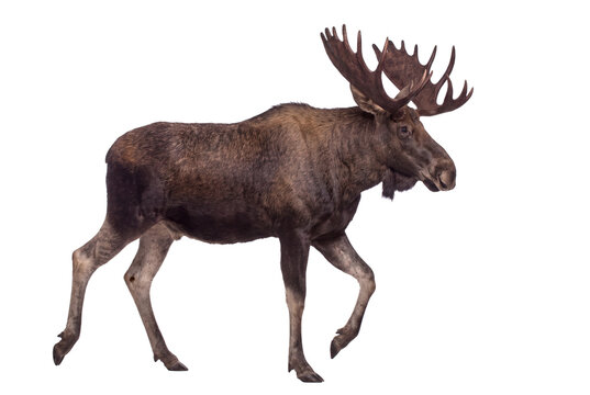 American moose walking, side view, isolated on transparent background (PNG)