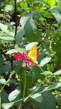 Vertical 4K video showing yellow Lemon Emigrant butterfly crawling and feeding on red leea flower nectar under soft sunlight.
